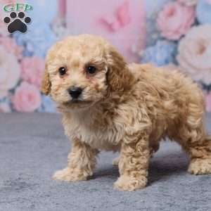 Toronto, Bich-Poo Puppy